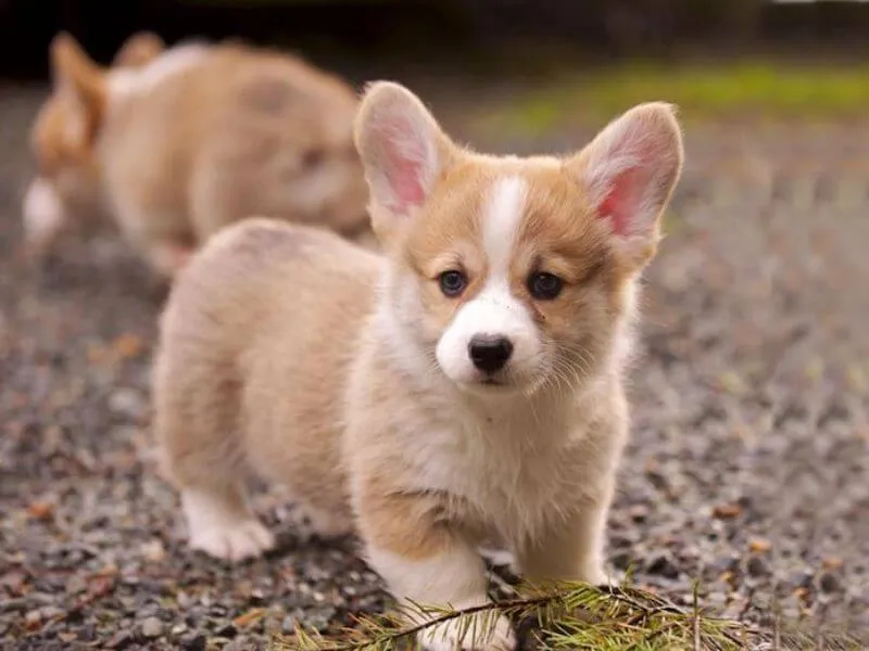 Chú Corgi trưởng thành tai vẫn bị cụp xuống