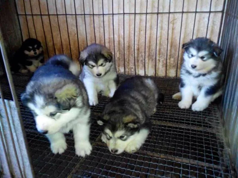 Chú cún Alaska 3 tháng tuổi có bộ lông dày dặn, nhìn chăm chú, tượng trưng cho giai đoạn phát triển nhanh