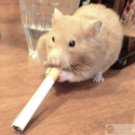 Chú hamster nhỏ bé tạo tiếng cười lớn trong cộng đồng