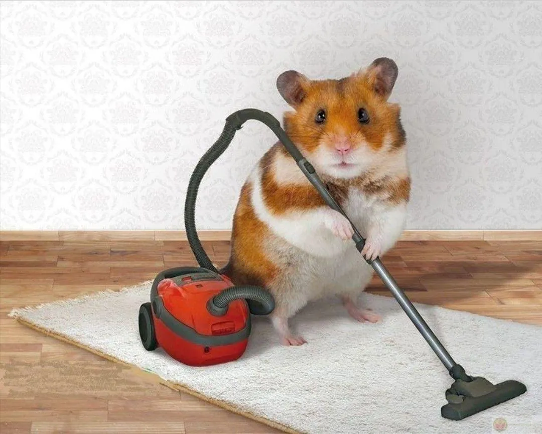 Chú hamster nhỏ xíu khiến group chat cười nghiêng ngả