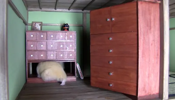 Chú hamster tìm thấy đường hầm bí mật sau khi khám phá tủ đựng đồ tí hon, thể hiện khả năng giải mã môi trường.