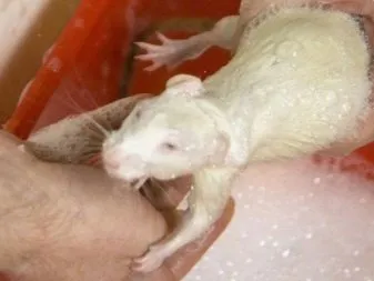Chủ nhân đang chải lông cho chuột bạch mắt đỏ