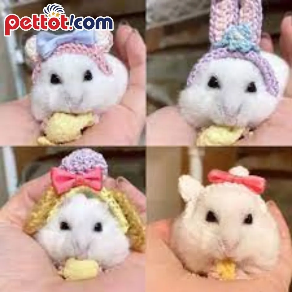 Chủ nhân giám sát chặt chẽ mèo đang thăm dò lồng chuột hamster