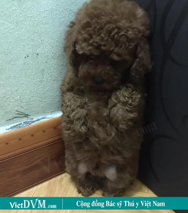 Chủ nhân thất vọng khi phạt chó Poodle sai thời điểm, minh họa tầm quan trọng của sự kiên nhẫn