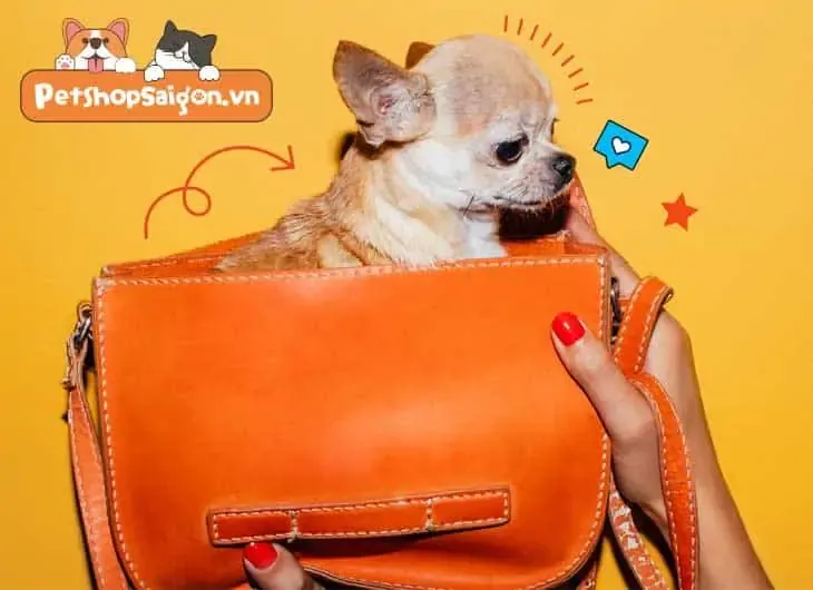 Chủ nuôi cho chó ăn đúng giờ theo lịch trình sinh hoạt cố định