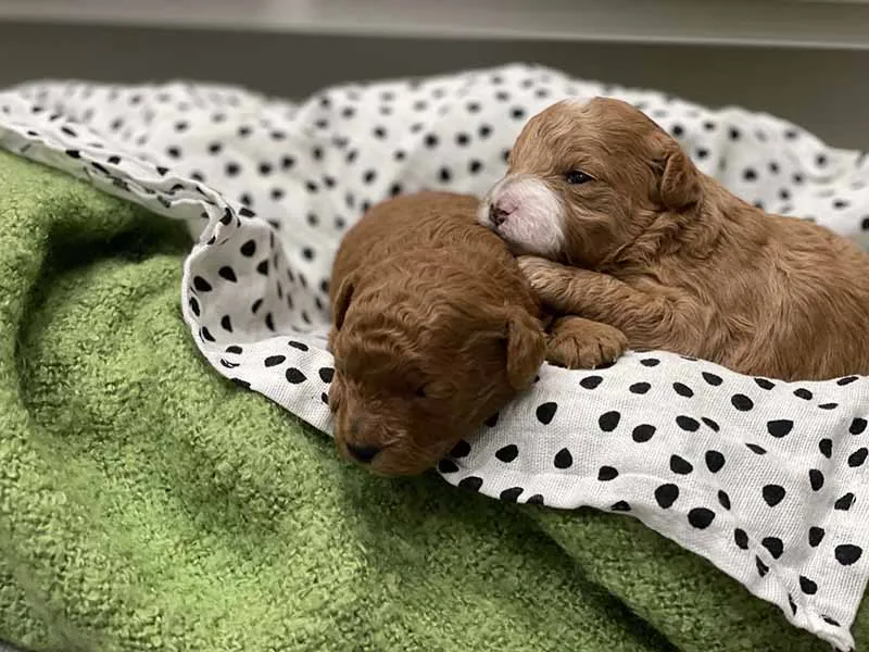 Chủ nuôi đang bế một chú Poodle con đã được cạo lông máu, thể hiện sự cần thiết của việc cân nhắc trước khi cạo