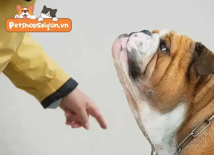 Chủ nuôi đang huấn luyện chó trong nhà để kiểm soát hành vi sủa và tiếng ồn