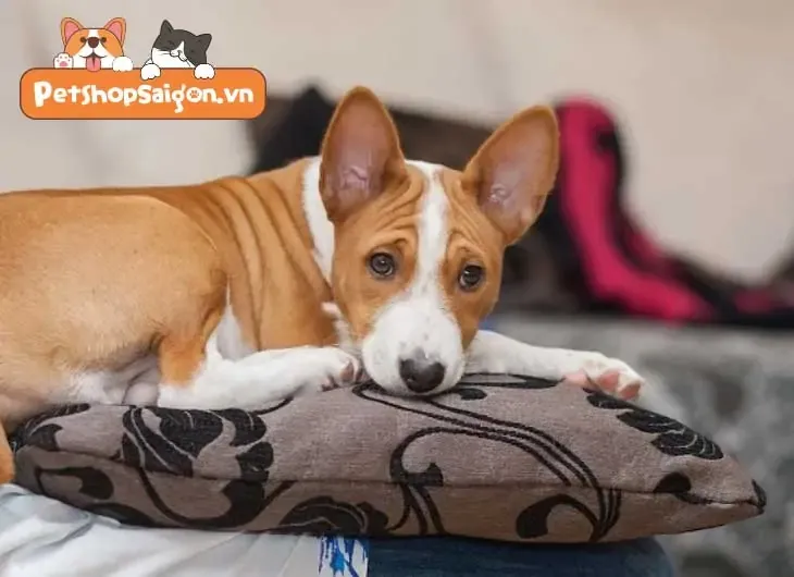 Chủ nuôi và chó nhỏ đang tận hưởng không gian ban công, minh họa cách nuôi chó ở chung cư hạnh phúc