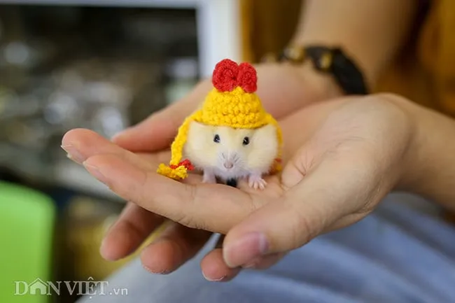 Chủ shop thú cưng chia sẻ về nhu cầu mua chuột Hamster tăng cao