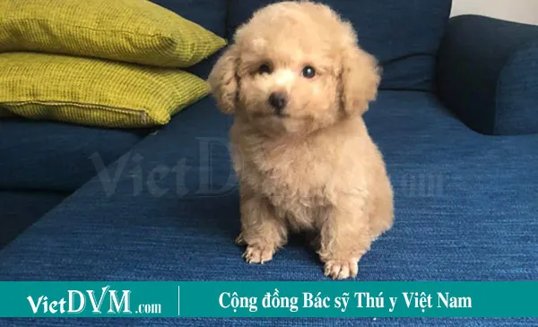 Chủ và Poodle tương tác vui vẻ, khẳng định mối quan hệ tốt là chìa khóa để hướng dẫn chó poodle đi vệ sinh