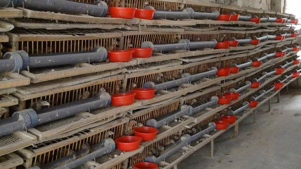 Chuồng nuôi chim cút bằng lưới thép với thiết kế đáy dốc giúp trứng lăn ra ngoài dễ dàng