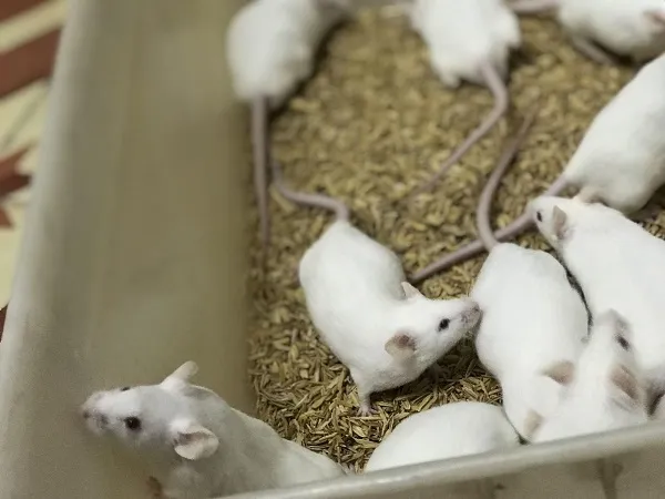 Chuồng nuôi chuột bạch làm bằng kính hoặc nhựa với mùn cưa lót đáy và bánh xe vận động, thiết kế lồng đảm bảo không gian an toàn