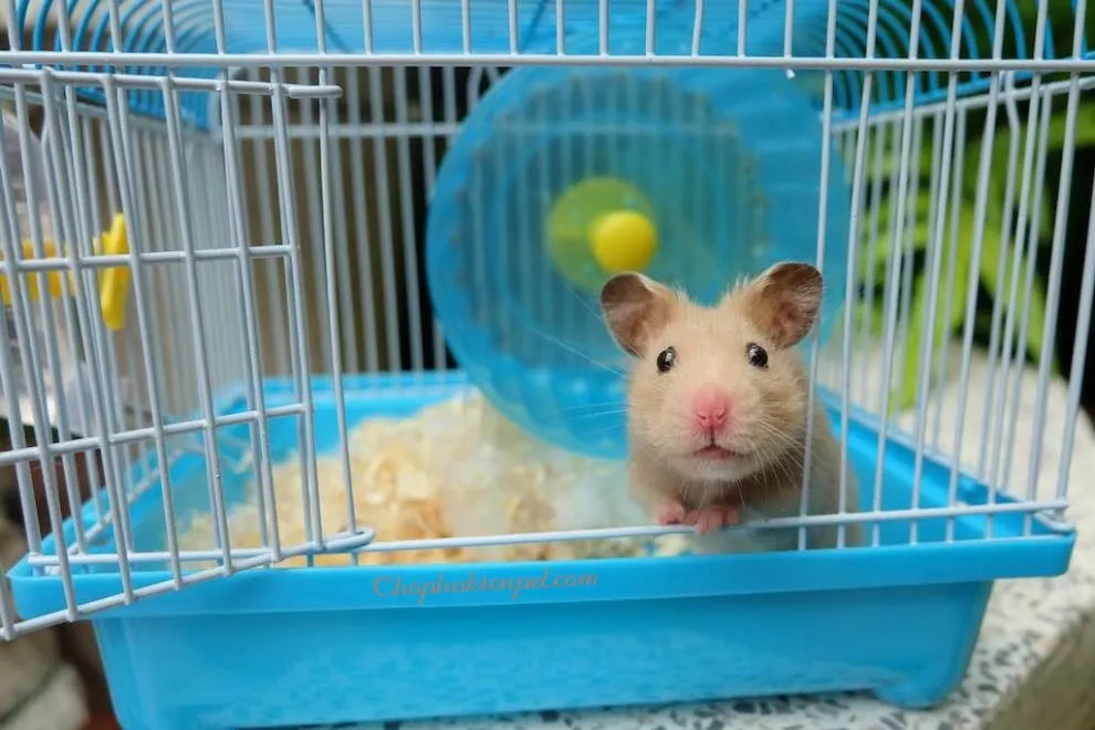 Chuồng nuôi chuột hamster giá rẻ mica trong suốt kèm bánh xe và phụ kiện.