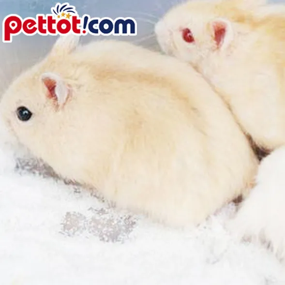 Chuồng nuôi chuột hamster màu vàng được trang bị đồ chơi và vật dụng cần thiết, tạo không gian sống tiện nghi