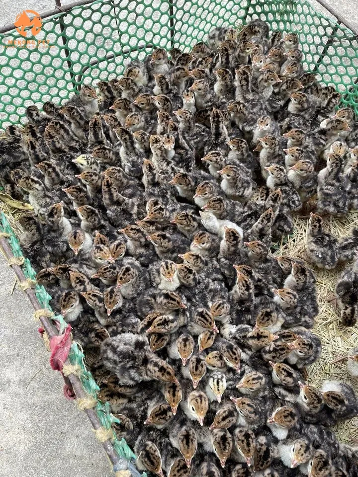 Chuồng úm gà con được che chắn cẩn thận, nền lót rơm để giữ nhiệt và đảm bảo sự ấm áp, khô ráo cho đàn gà.