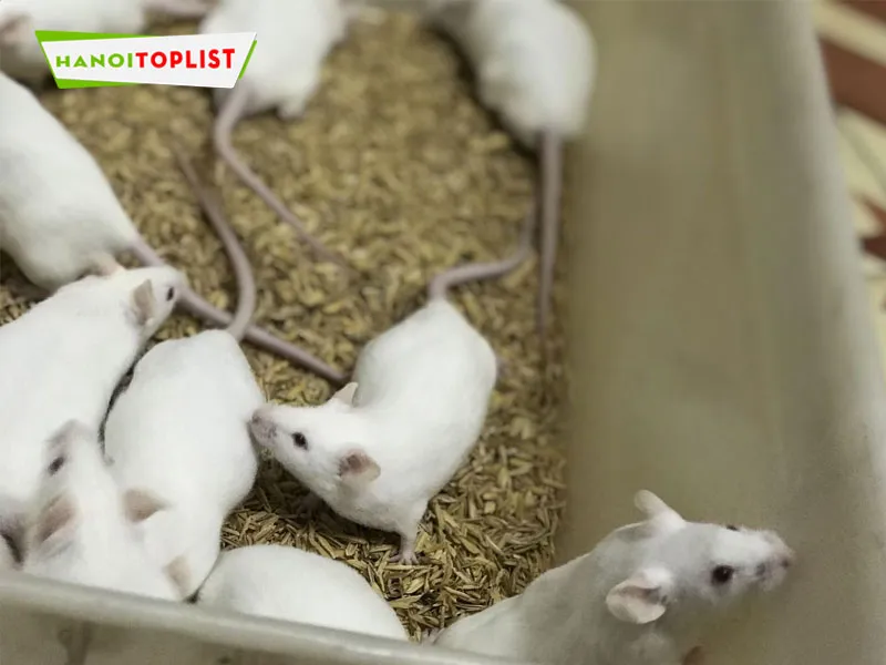 Chuột bạch cảnh được chăm sóc kỹ lưỡng trong môi trường lồng nuôi sạch sẽ