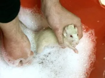 Chuột bạch đang ăn thức ăn từ máng sứ gắn lồng để giữ vệ sinh