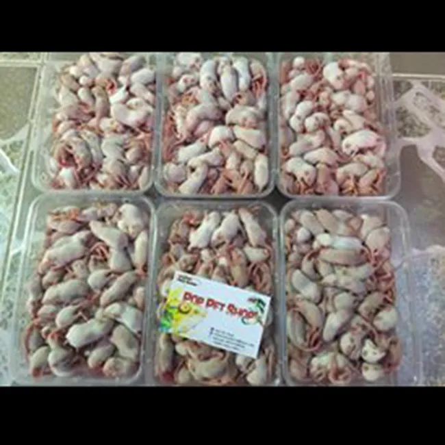 Chuột bạch đông lạnh các size: pinky, fuzzy, trưởng thành dùng cho trăn rắn và bò sát