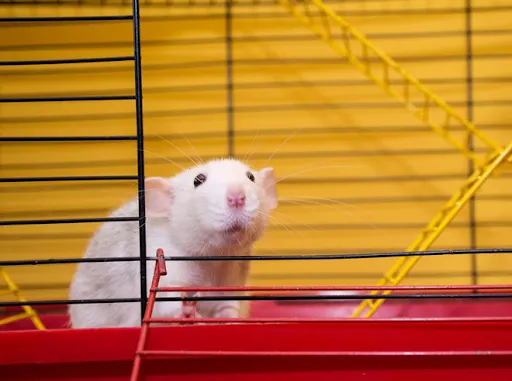 Chuột bạch khỏe mạnh trong môi trường phòng thí nghiệm an toàn