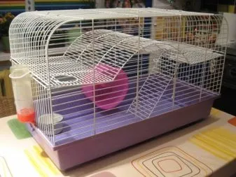 Chuột bạch kiểng đang dùng bữa trong lồng nuôi có đầy đủ phụ kiện