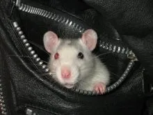 Chuột bạch mắt đỏ đang cầm thức ăn