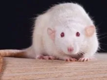 Chuột bạch mắt đỏ đang chơi trên nền nhà