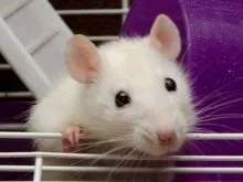 Chuột bạch mắt đỏ đang đứng trong lồng