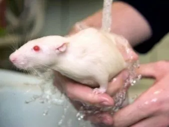Chuột bạch mắt đỏ đang được tắm rửa trong thau nhỏ