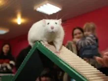 Chuột bạch mắt đỏ đang leo qua ống đồ chơi