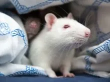 Chuột bạch mắt đỏ đang leo trèo trên dây