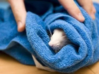 Chuột bạch mắt đỏ đang liếm lông sau khi tắm