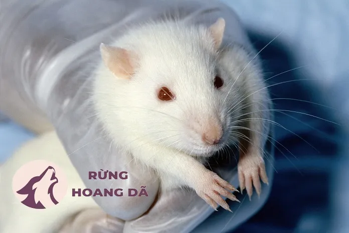 Chuột bạch mắt đỏ trưởng thành bên trong lồng nuôi, minh họa giá chuột bạch mắt đỏ và môi trường sống tiêu chuẩn.