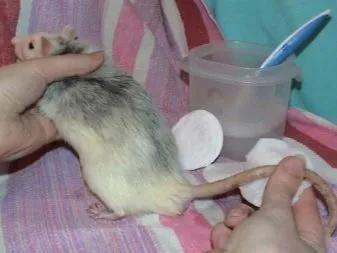 Chuột bạch mắt đỏ với đuôi sạch sẽ