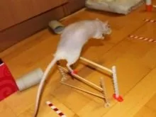 Chuột bạch tạng đang đứng trên vai một người phụ nữ