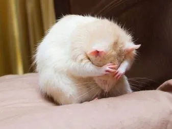 Chuột bạch tương tác tích cực với chủ nhân sau các buổi huấn luyện