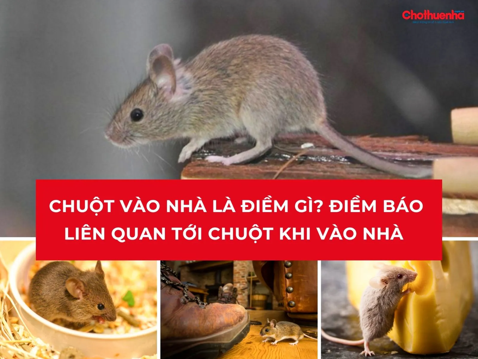 Chuột chạy trong góc tối là dấu hiệu cần giải quyết nguồn cơn vệ sinh và tâm lý lo lắng