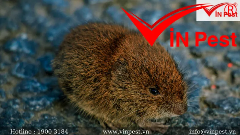 Chuột chù con và mẹ, minh họa khả năng sinh sản nhanh chóng và sự nguy hiểm khi số lượng tăng lên