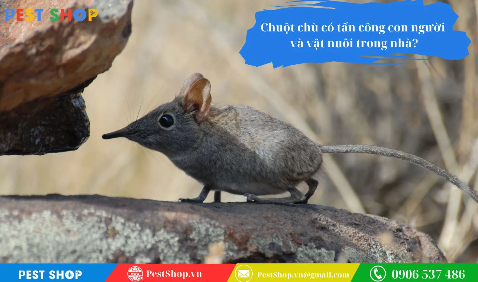 chuột chù tiềm ẩn nguy cơ tấn công và lây lan mầm bệnh cho con người