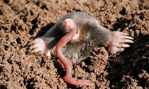Chuột chũi đang tiêu thụ một con giun đất, cho thấy hành vi kiếm ăn chủ yếu dựa vào nguồn động vật không xương sống trong lòng đất