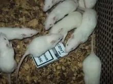 Chuột con đang bú mẹ trong ổ