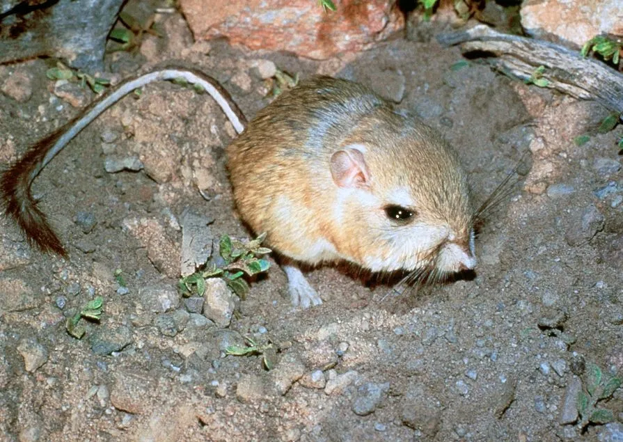 Chuột Hamster Của Chị Mèo: Hướng Dẫn Chuyên Sâu Về Khối U Và U Bướu