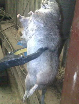 Chuột cống khổng lồ Nauy bị tiêu diệt, minh chứng cho đột biến kích thước đô thị