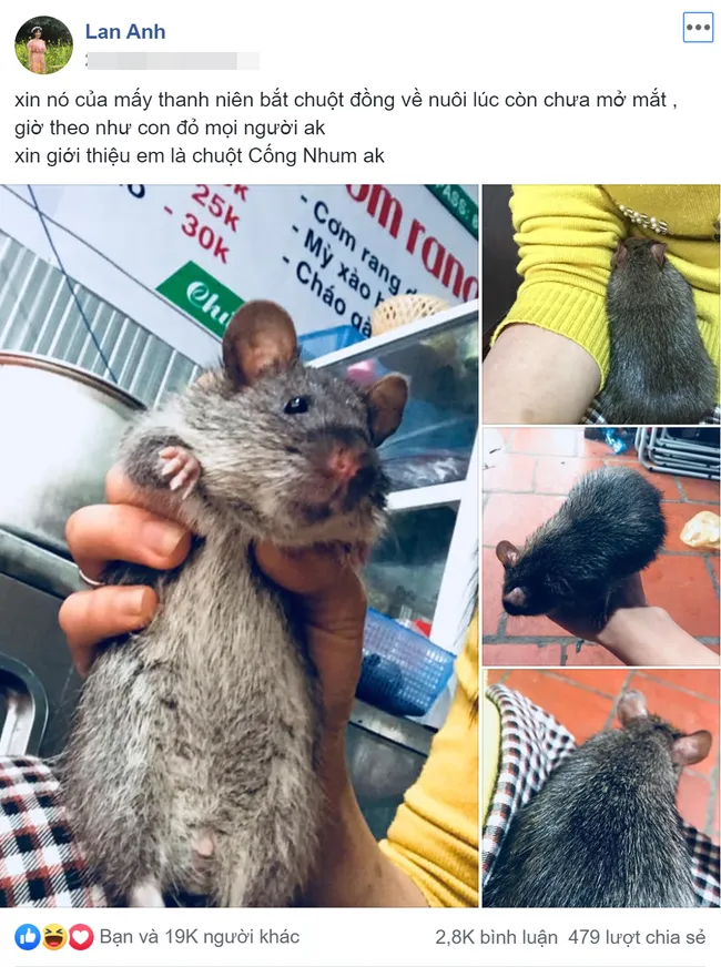 Chuột cống nhum được thuần hóa và chăm sóc như thú cưng độc đáo