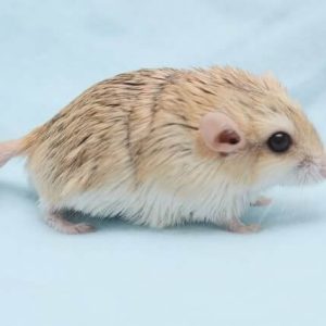 Chuột đuôi mập fat tail