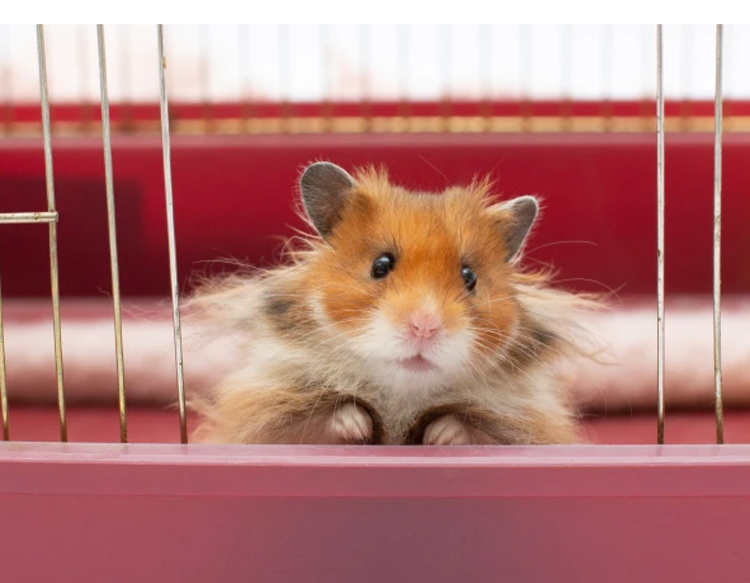Chuột Hamster Dữ: Phân Tích Khoa Học Về Thí Nghiệm Chỉnh Sửa Gene