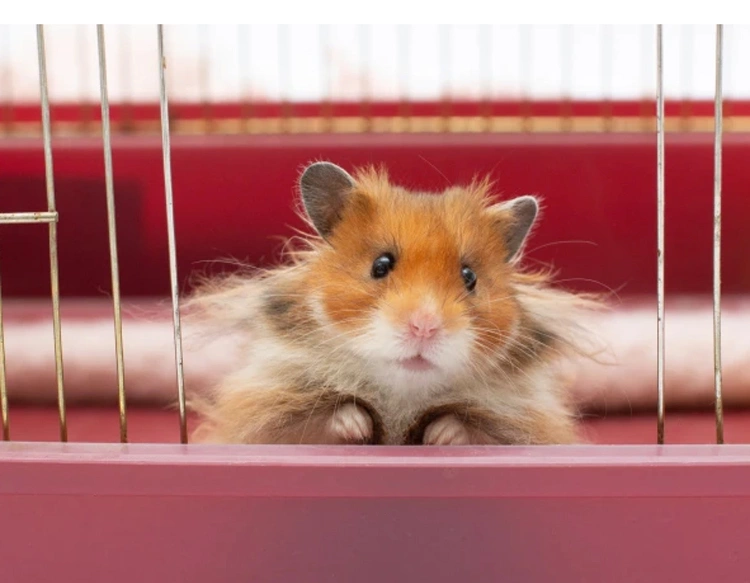 Chuột Hamster Hung Dữ: Phân Tích Thí Nghiệm CRISPR Và Hàm Ý Khoa Học