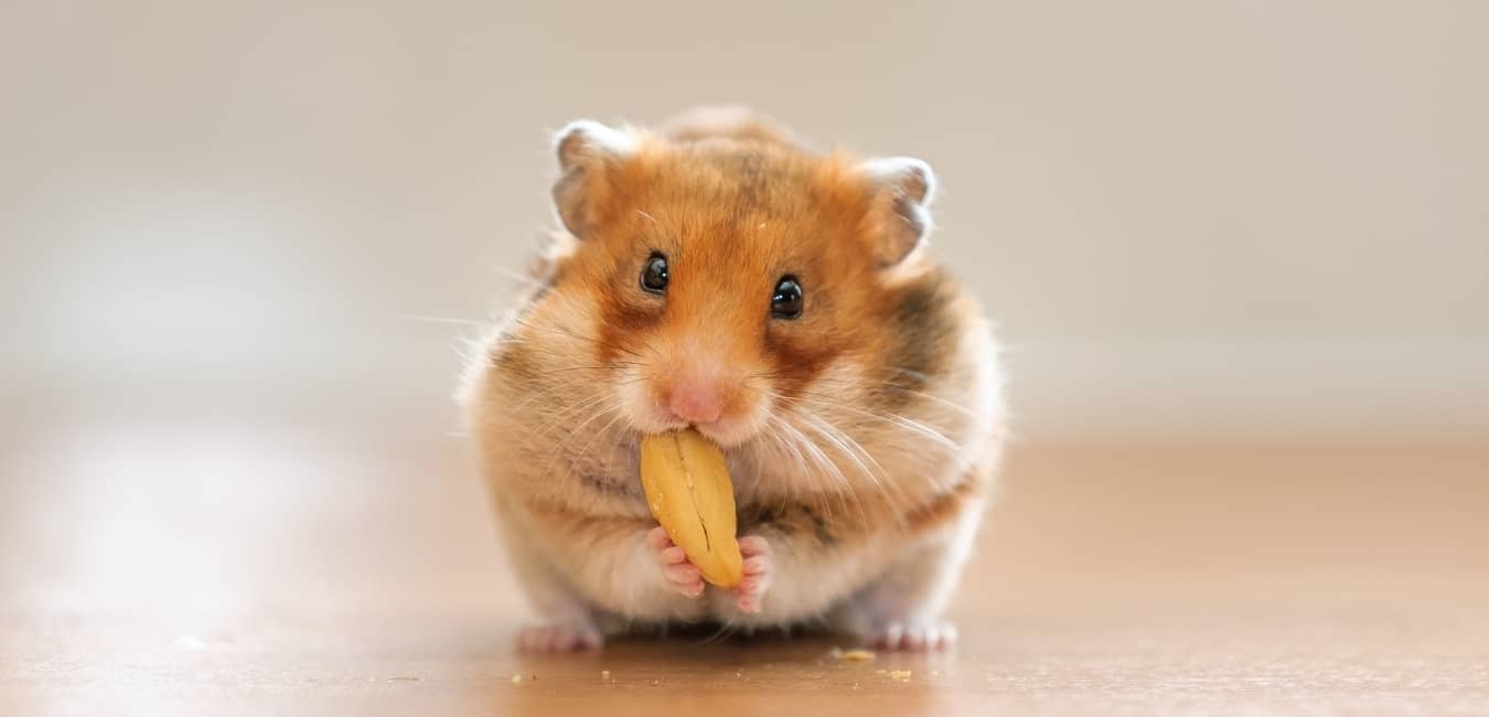 Chuột Hamster Đà Lạt – Hướng Dẫn Toàn Diện Từ Lựa Chọn Đến Chăm Sóc