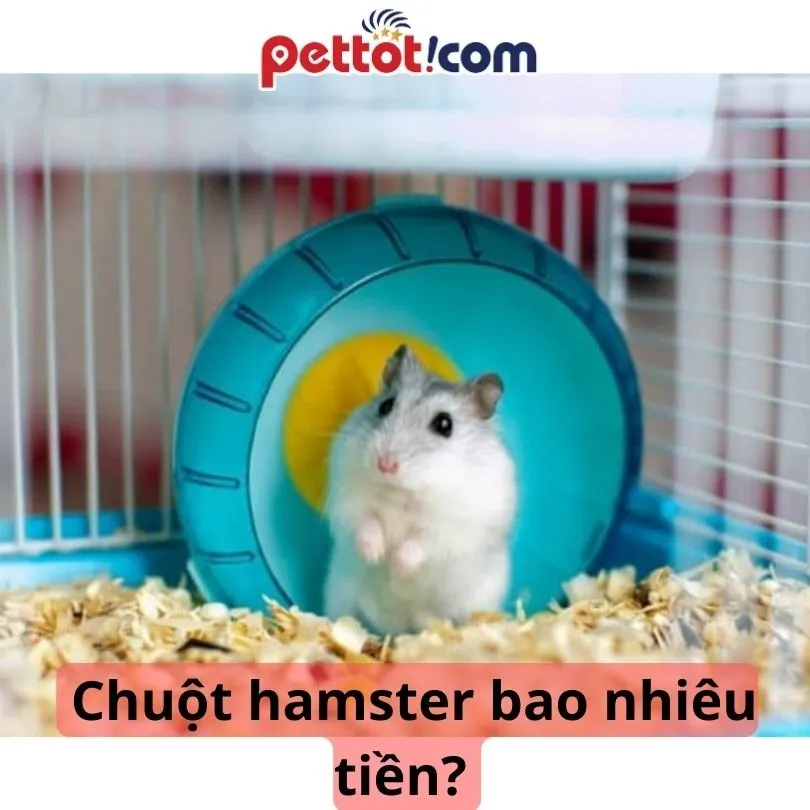 Chuột Hamster Winter White Bao Nhiêu Tiền Và Chi Phí Nuôi Dưỡng Chi Tiết