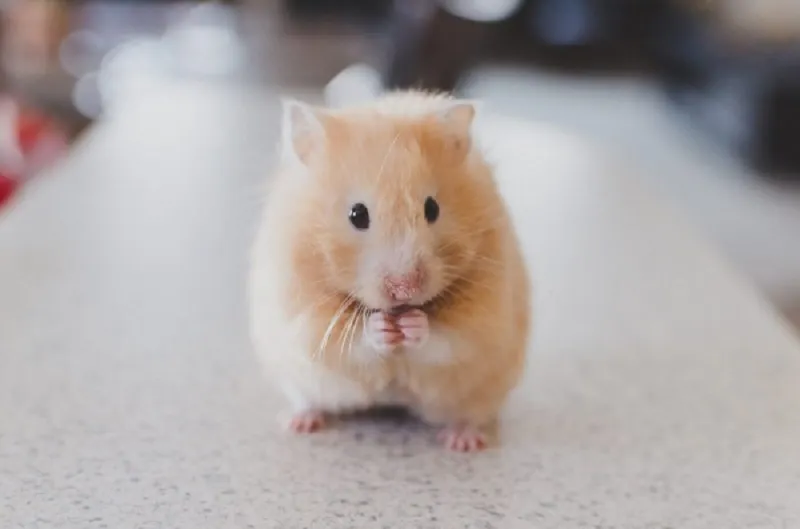 Chuột hamster Bear Syrian kích thước lớn hiền lành