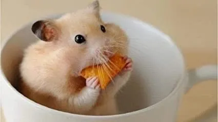 Chuột Hamster Bear Syrian lớn với bộ lông vàng đang ngồi trong lót chuồng, thể hiện đặc điểm của các dòng chuột hamster có kích thước lớn.